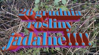 Jest to bardzo wadliwe prawnie. Rośliny jadalne 26 grudnia - Szaman 21 wieku