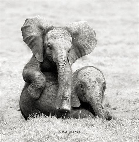 Animaux Sauvages Par Marina Cano 9 Elephants Never Forget Save The