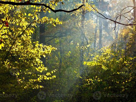 Sun Rays Through Leafage In Autumn 11689614 Stock Photo At Vecteezy