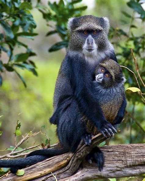 Blue Monkey Animals Beautiful Animals Blue Monkey