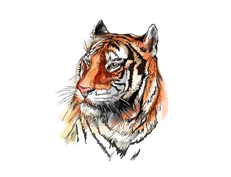 desenho vetorial de um tigre vetor premium