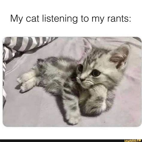 My Cat Listening To My Rants Ifunny In 2021 Cats Cat Memes Memes