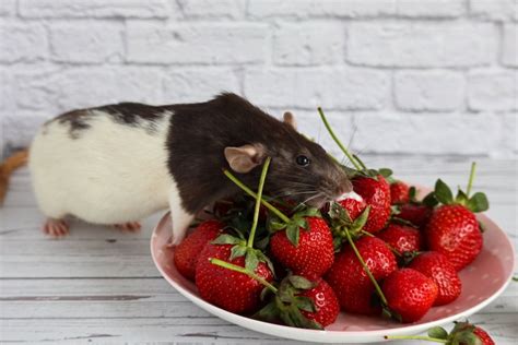 The Ultimate Guide To The Top 100 Foods To Feed Your Rats