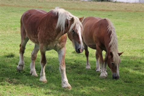 Color sorrel and roan colors are most common in the modern belgian breed of horse. The Mr. Hunter Wall: The Enchanting Belgian Draft Horses
