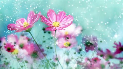 Download cute flower images and photos. 20+ Cute Flower Backgrounds | Wallpapers | FreeCreatives