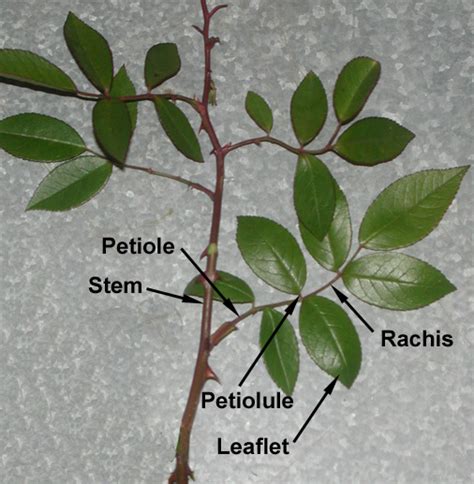 Horticulture 202 Plant Structures