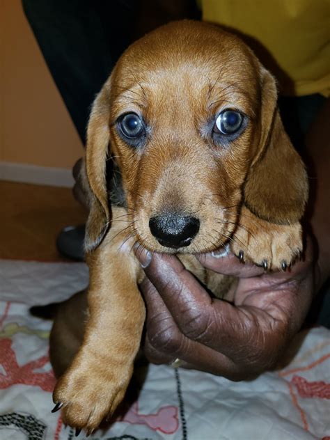 Why is uptown puppies different from other places offering miniature dachshund for sale near me? Dachshund Puppies For Sale | Sarasota, FL #290054