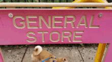 Dog gets money from atm. Shiba Inu GIFs | Tenor