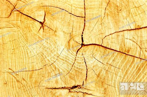 Cut Log Woodgrain Background Texture Stock Photo Picture And Low