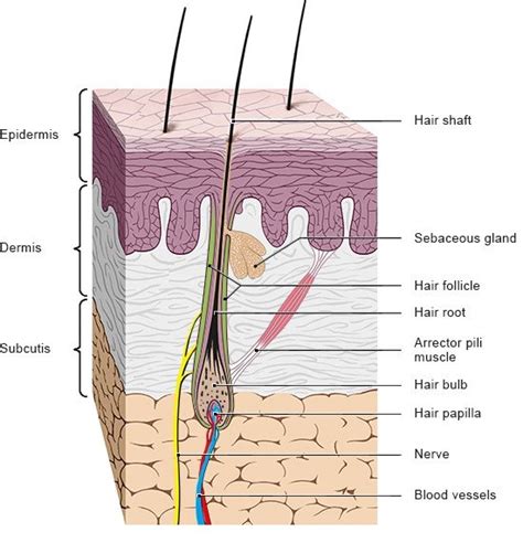 What Is The Structure Of Hair And How Does It Grow