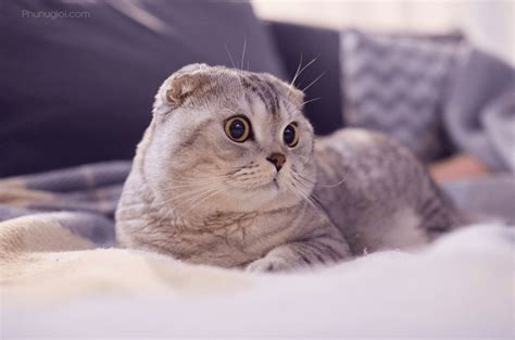 Tìm Hiểu 97 Meo Cute Hình Nền Mèo Dễ Thương Mới Nhất Th PhỤng ThƯỢng