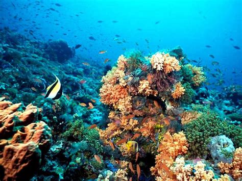Visita La Segunda Barrera De Coral Más Grande Del Mundo Aquaworld