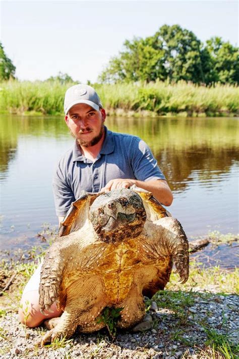 Fisherman Catches 80 Pound Alligator Snapping Turtle St Mary Now