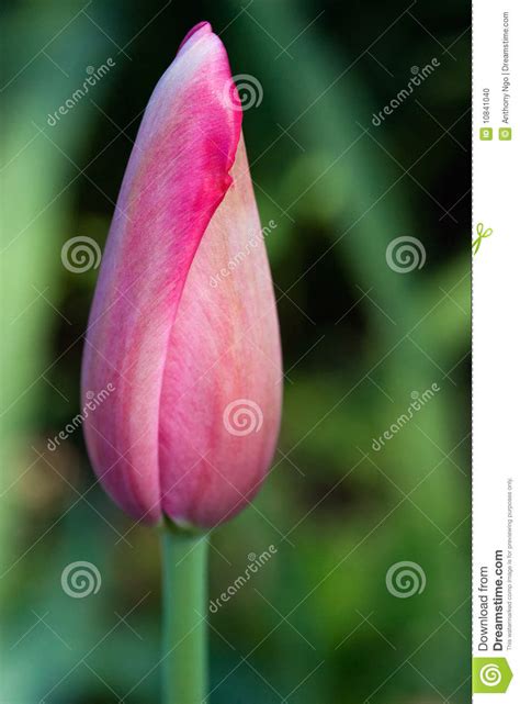Pink Tulip Bud Stock Photo Image Of Beauty Flora Inside 10841040