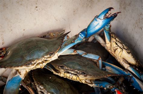 Chesapeake Bay Blue Crabs Are At Their Most Plentiful In Seven Years