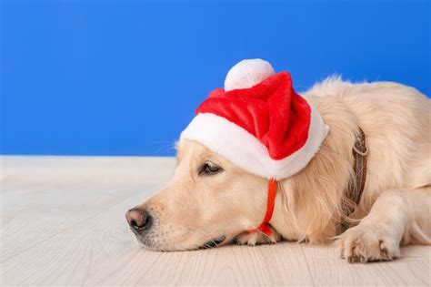 Premium Photo Cute Dog In Santa Claus Hat