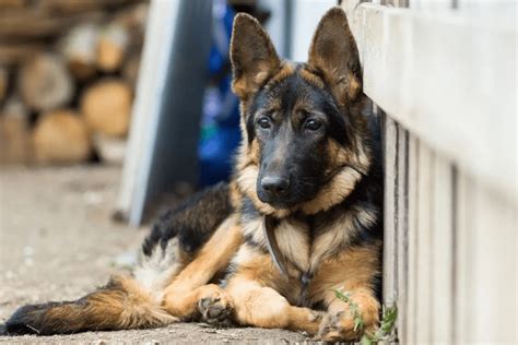 Everything You Need To Know About Your 5 Month Old German Shepherd
