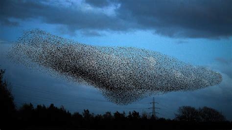 The Great Mystery Of Why Starlings Flock In Murmurations