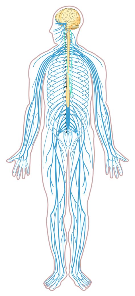 The central nervous system (cns) consists of the brain and the spinal cord, while the peripheral nervous system (pns) consists of sensory neurons, ganglia (clusters of neurons) and nerves. File:Nervous system diagram unlabeled.svg | Nervous system ...