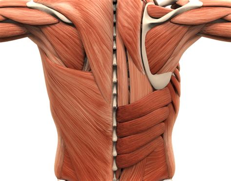 Lower Back Muscles Chart Understanding Low Back Pain Anatomical Chart