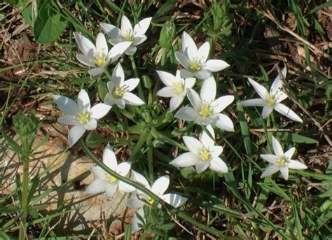 Maybe you would like to learn more about one of these? Latte di gallina a foglie larghe - VerdeOstuni