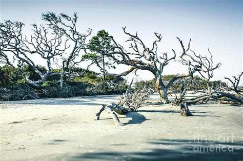 Driftwood Beach Jekyll Island Georgia Photograph By Felix Lai Pixels