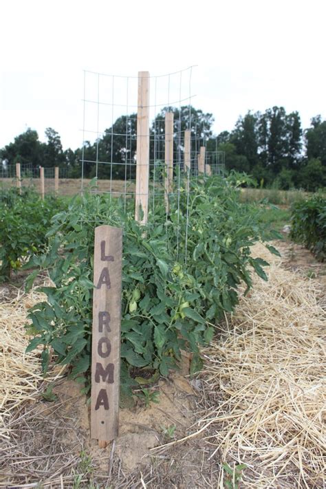 How To Make An Incredible Diy Low Cost Tomato Support With Video