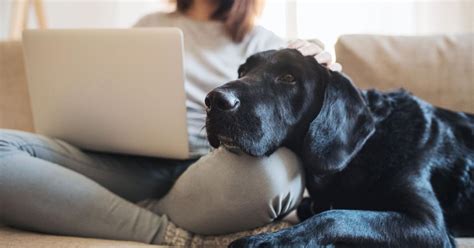 Petting A Dog Is Good For Your Brain Study Says Pets