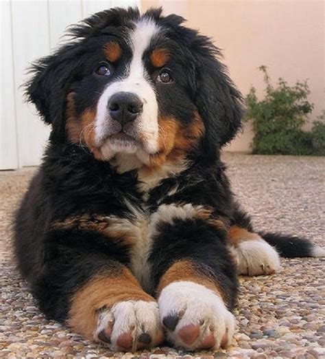 Although purebred great pyrenees drool, the mixed puppies do not. Bernese Mountain dog Poodle Variants | All Dog Breeds ...