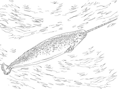 Adult antistress coloring page with orca. Narwhale Coloring page | SuperColoring.com