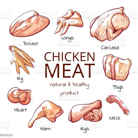 In 1991, fast food chain kentucky fried chicken changed its name to kfc. Chicken Meat Parts With Names Cuisine Poster Stock ...