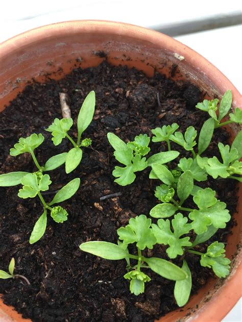 Growing Parsley Indoors All Year Round Homegrown Herb Garden