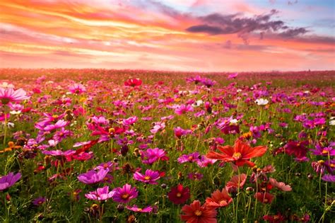 Premium Photo Beautiful And Amazing Of Cosmos Flower Field Landscape