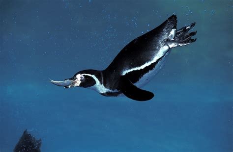 What Do Penguins Eat Discover The Penguin Diet With Photos