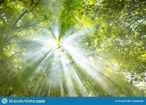 Abstract Blur Green Foliage And Tree In Jungle With Sun Light Stock