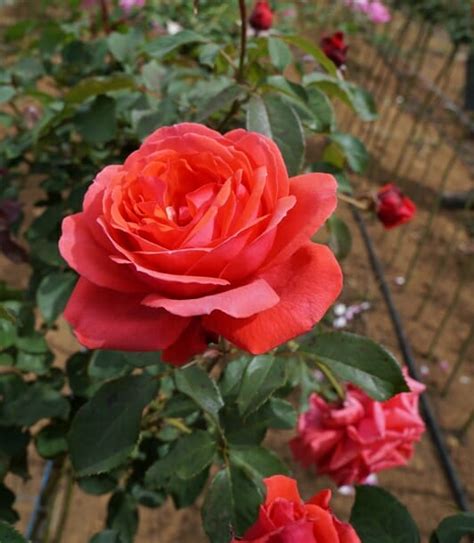 Fragrant Cloud Bush Rose 8 Pot Hello Hello Plants And Garden Supplies