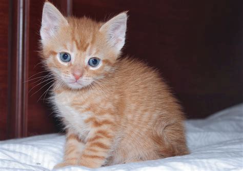 Adorable Orange Tabby Kitten Graphic By Jlbimages · Creative Fabrica