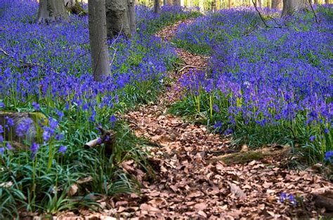 Theres A Mystical Forest In Belgium All Carpeted With Bluebell Flowers