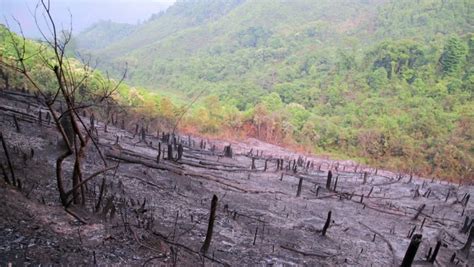 Deforestation After Forest Fire Natural Disaster Laos Stock Footage