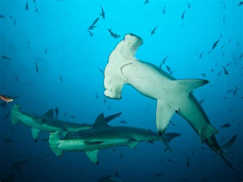 Hammerhead Sharks Blog Discover Your South America