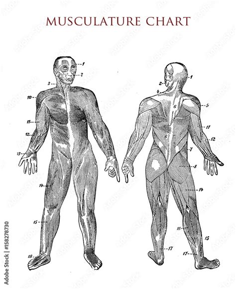 Human Body Muscle Chart Vintage Illustration Stock Illustration