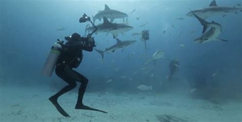 Video Bahamas Underwater Photo Week By Cristian Dimitrius