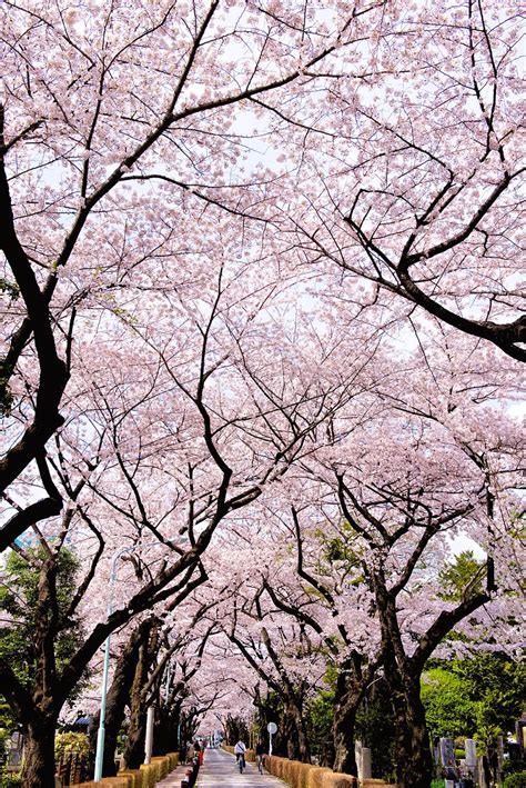 The Most Beautiful Japanese Cherry Blossom Photos Most Beautiful
