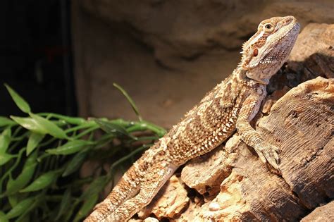 Bearded Dragon Vivariums Keeping Exotic Pets