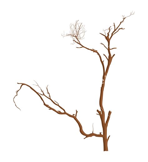 Dead Tree Branches Royalty Free Stock Image Storyblocks
