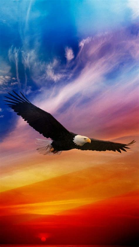 Flying Eagle Eagle Wallpaper Bald Eagle Animals