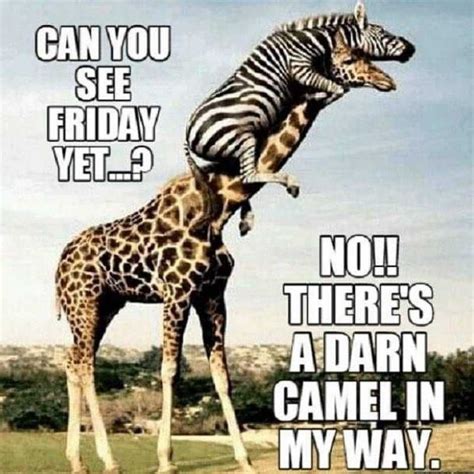 The Best Happy Hump Day Memes Funny Wednesday Quotes Funny Hump Day Memes Funny Wednesday Memes