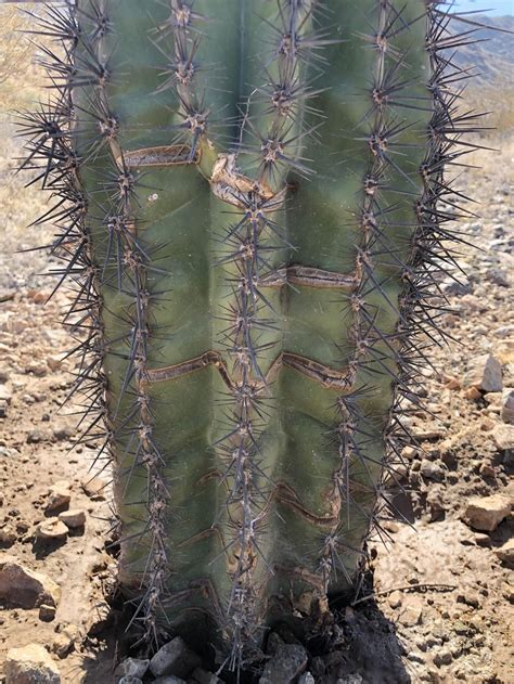 The plant will spawn saguaro fruits on its sides after rainfall. Cactus and Succulents forum: Saguaro turning red and ...