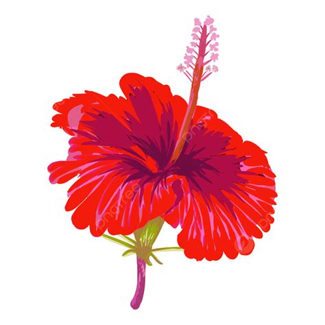 Hibiscus Flower Vector Drawing Hibiscus Hibiscus Clipart Vector Png And Vector With