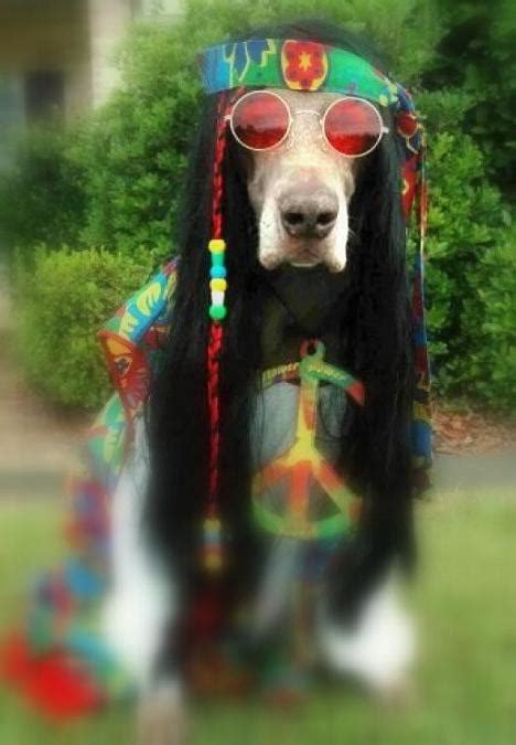 Hippie Dog Pichour